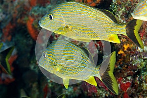 Blue Striped Grunt (Haemulon sciurus)