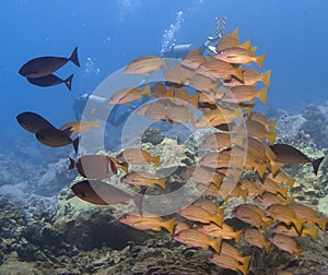 Blue Striped Grunts in Hawaii