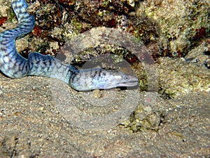 Blue striped Moray Eel Red Sea
