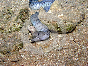 Blue striped Moray Eel Red Sea