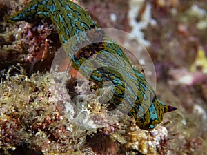 Blue Striped Sea Slug Tambja eliora in Baja California