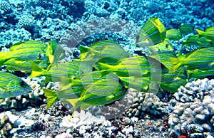 Blue Striped Snapper in Hawaii