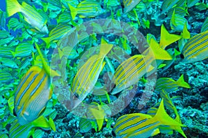 Blue-striped Snapper,North Ari Atoll, Maldives