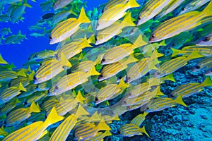 Blue-striped Snapper, North Ari Atoll, Maldives