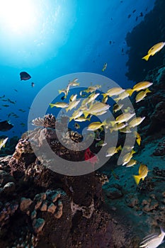 Blue-striped snappers in the Red Sea.