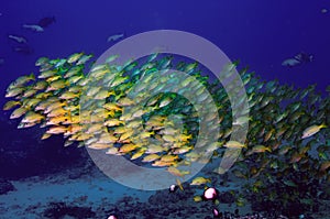 Blue Striped Snappers