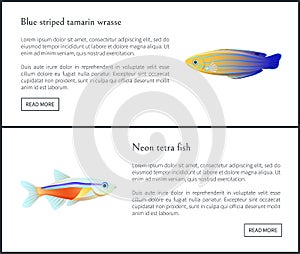 Blue Striped Tamarin Wrasse Vector Illustration