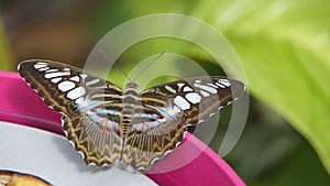 Blue Striped tiger butterfly on pink edge of bowl