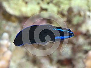 Blue stripped dottyback