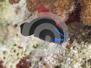 Blue stripped dottyback