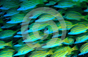 Blue stripped Snappers