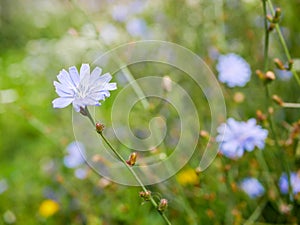 Blue succory Chicorium Intybus on green summer field, shallow depth of field