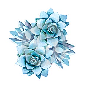 Blue succulent isolted on white background