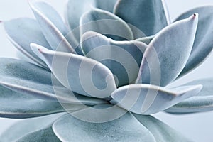 Blue succulent with thick funny leaves, close-up. Echeveria Lilacina plant