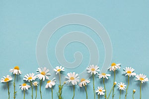 Blue summer background with daisies