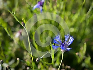 Blue summer field flower seasonal natural detail beautiful background