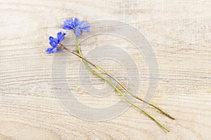 Blue summer flowers lie on a natural wooden background