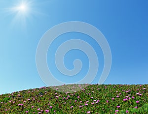 Blue sunshine sky and pink flowers on hillside.