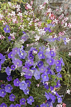 Blue Surfinia and white Gaura photo