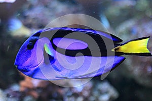 Blue surgeonfish photo