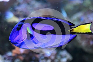 Blue surgeonfish