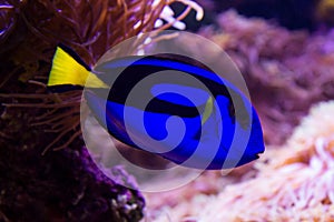 Blue Surgeonfish photo