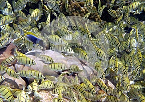 Blue surgeonfish Dorie crushing photo of school of fish