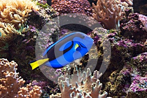 Blue surgeonfish, Paracanthurus hepatus also known as the blue tang. Wild life animal.