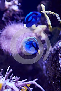 Blue surgeonfish swimming in the sea