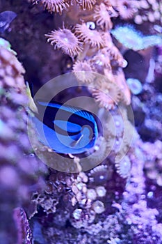 Blue surgeonfish swimming in the sea