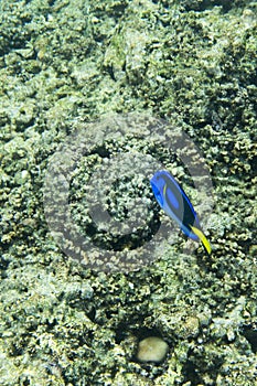 Blue surgeonfish swimming in Seychelles