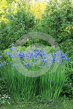 Blue swamp iris flowers on a green meadow in spring garden