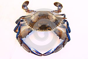 Blue Swimmer Crab