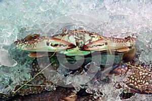 Blue swimmer crabs rubber band in ice. sometimes called â€˜blue mannaâ€™.