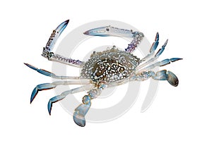 Blue Swimming Crabs, Isolate on white background