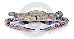 Blue Swimming Crabs on white background