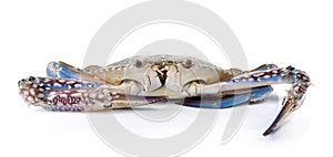 Blue Swimming Crabs on white background