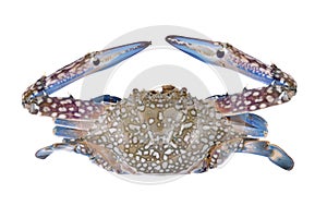 Blue Swimming Crabs on white background