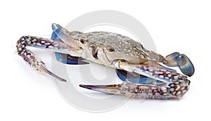 Blue Swimming Crabs on white background