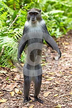 Blue Sykes Monkey Jozani Unguja Zanzibar Island Tanzania East Africa