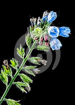 Blue Symphytum officinale flowers on a black background photo