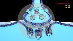 Blue synapse and neuron on a blue background. 3d rendering,scientific function of a synapse or neuronal connection with a nerve