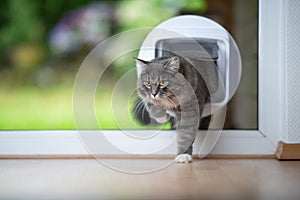 Blue tabby longhair cat entering room through cat flap in window