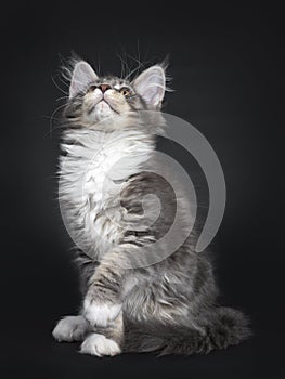 Blue tabby with white Maine Coon kitten on black