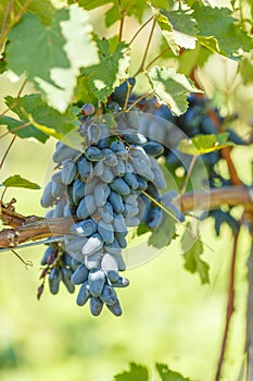 Blue table grape clusters in vineyard