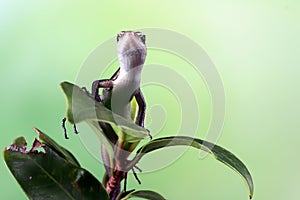 Blue tail skink (Cryptoblepharus egeriae) closeup on tree