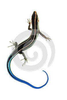 Blue tail skink lizard