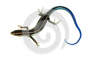 Blue tail skink lizard