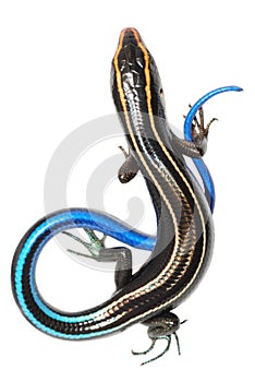 Blue tail skink lizard