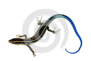 Blue tail skink lizard